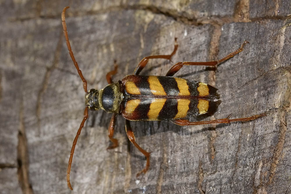 Leptura aurulenta in deposizione